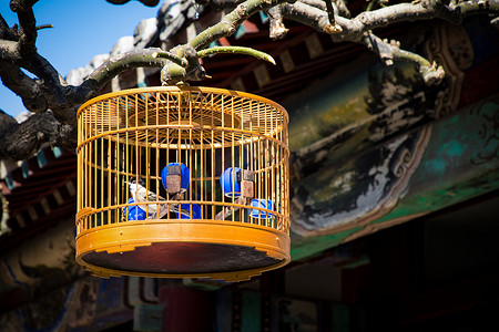 鸟笼树枝摄影照片_北京老院子里挂在树枝上的鸟笼