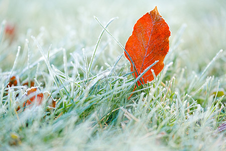 Autumn brown maple leaves in frost. frosty Lawn close-up.First frosts. Frosty natural background. Late autumn.