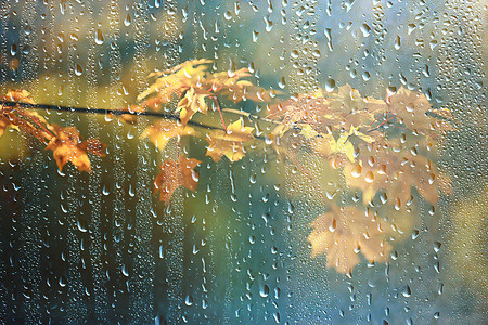 秋天的背景雨树叶壁纸公园