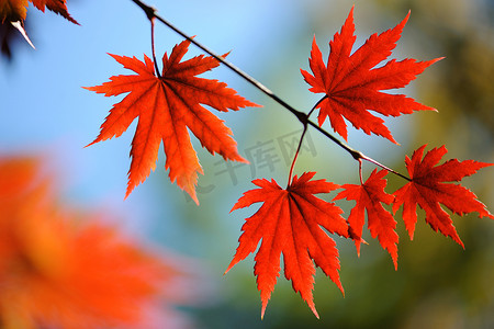 秋天的阳光摄影照片_秋天枫叶