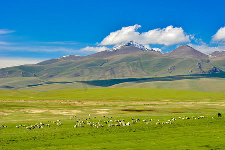 Bayanbulak湖是天鹅和其他水鸟的重要繁殖地，也是受欢迎的旅游胜地.