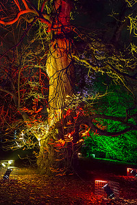 2017摄影照片_伦敦皇家植物园灯光装饰的树木