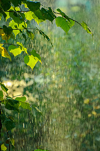 温暖有您摄影照片_夏天的雨在茂密的绿林里,有大雨背景.森林里的雨，阳光在树间投射出温暖的光芒。抽象的自然背景为您的设计