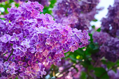 紫丁香花枝条