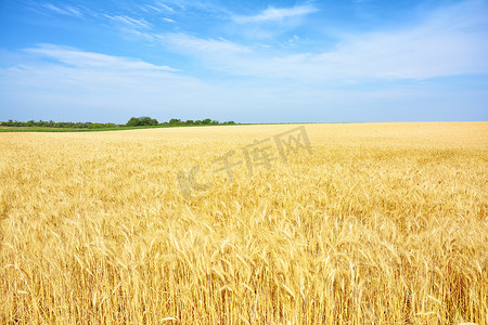 成熟的摄影照片_黄麦田, 收割谷物作物。成熟的小麦耳朵的新作物。乡村景观.