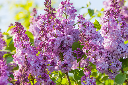 丁香花