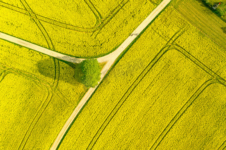 空中一片片广袤的菜籽油农田里盛开着许多黄花，典型的无人驾驶照片为春天的概念.