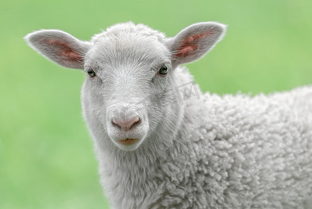 可爱的白羊的脸