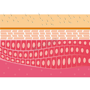 Skin cross-section anatomy illustration