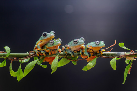 青蛙，树蛙，邋遢的青蛙，叶枝上的树蛙