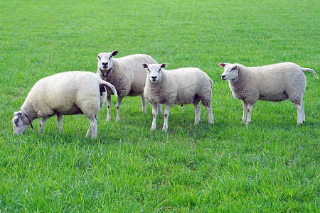 羊在青草草地上。一群绵羊在田里放牧.