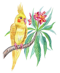 黄色鹦鹉在一个鸡蛋分支, 水彩图画在白色背景, 隔绝.