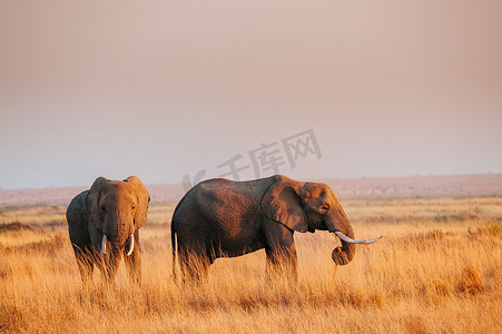 两只大象在乾的草田