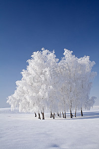白色霜树群集和蓝色天空