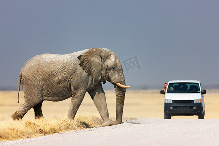 大象过马路