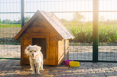 阳光明媚的日子里,在摊位附近有一只漂亮的白色小狗.动物的家。有选择的重点
