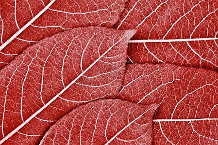 为自然背景或为红色计算机桌面墙纸制作的几片树叶的特写纹理
