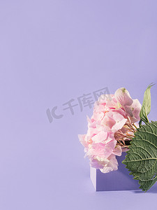 春夏花坛上紫色背景的场景