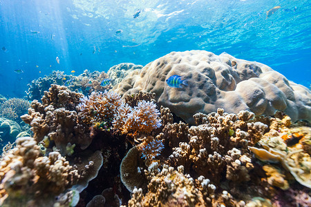 美丽多彩的珊瑚礁和热带鱼水下在帕劳