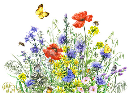 水彩昆虫摄影照片_水彩的野生花卉和昆虫