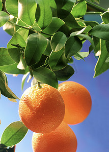 橘子摄影照片_越来越多的桔子