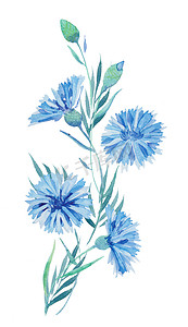 水彩画插图, 一束蓝色的花朵, 一枝矢车菊, 野花与树叶。印刷明信片, 背景, 请柬, 纺织设计.