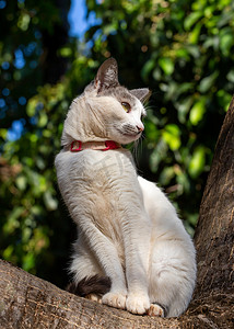 猫在树上。一只白色的母猫，灰色的耳朵和黄色的眼睛在树的顶部。粉红领子动物世界宠物情人。动物卫士爱猫