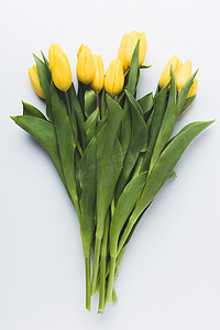 郁金香花摄影照片_美丽盛开的黄色郁金香花在灰色 