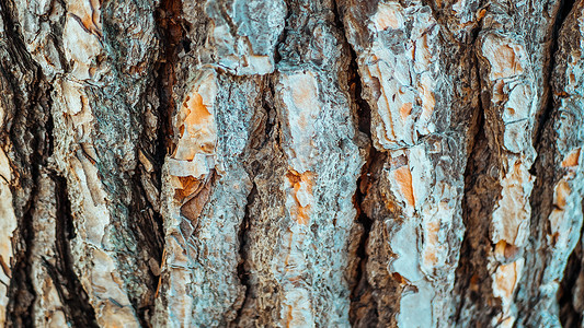 木质部意大利松木，特写镜头