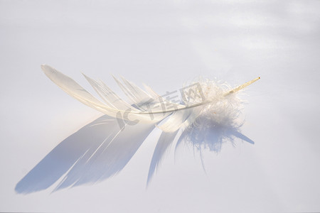 梦幻灰色摄影照片_蓬松柔软的白色条纹鸟羽毛在白色灰色的背景与抽象的阳光阴影效果与宁静的禅宗气氛和空的复制空间和梦想的效果, 羽毛正在提升.