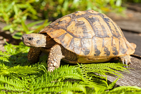 Tortoise on stone among the grass, note shallow depth of field