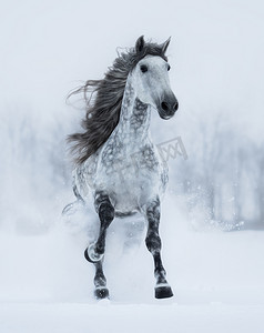鬃摄影照片_运行斑纹-灰色长鬃马在冬季.