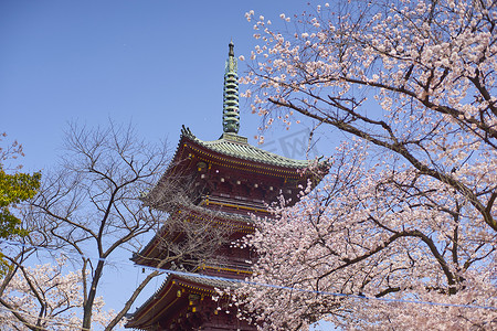 樱花gif摄影照片_在上野公园的樱花