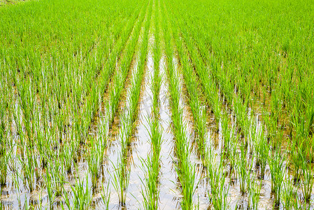 稻田里摄影照片_水稻苗木准备在稻田里生长的景象