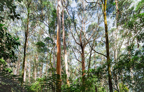奥特曼相信光摄影照片_澳大利亚维多利亚大奥特韦国家公园的桉树林.
