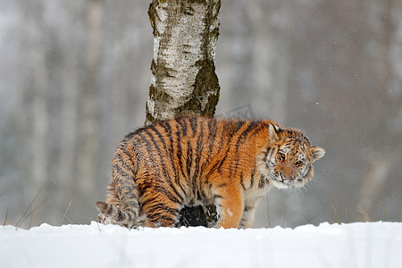 tiger摄影照片_西伯利亚虎在雪林