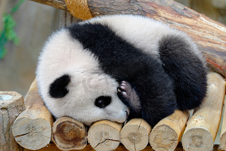 熊猫宝宝抱住他的腿