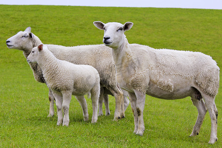 在绿色的草地和草坪上可爱的白羊。Niedersachsen，德国.