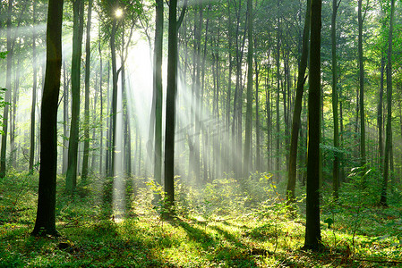 美丽的早晨阳光在薄雾森林里
