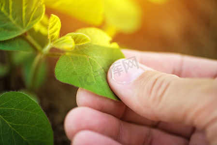 研究大豆植物叶片的男性农民手的特写