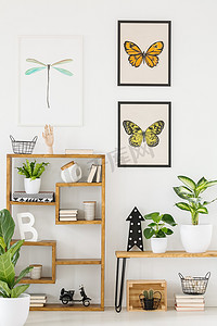 蝴蝶和蜻蜓海报在白色墙壁和木架子与可爱的植物和装饰在自然内部为一位生物学家