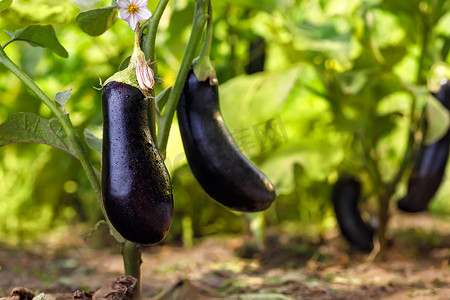 vegetable摄影照片_ripe purple eggplants growing on the bush in vegetable garden. Agriculture and farming concept. Aubergines ready to harvest