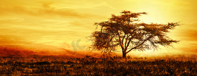 在日落大非洲树剪影