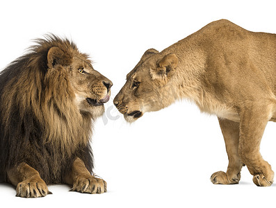 嗅探摄影照片_狮和母狮相互嗅探，猫科狮子座，一个孤立
