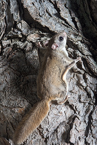 松鼠潮礼专场摄影照片_fkying 松鼠在树上