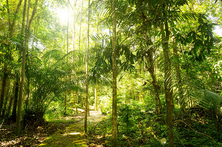 阳光明媚的摄影照片_阳光明媚的热带雨林