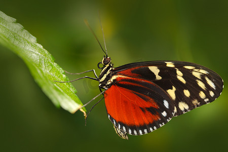昆虫叶子摄影照片_坐在叶子上的蝴蝶