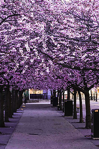 昆曲摄影照片_瑞典斯德哥尔摩：樱花盛开于昆曲花园公园.