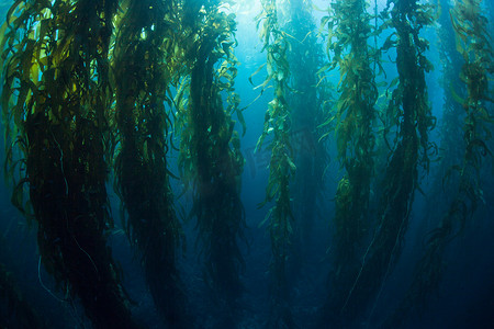 一沓100元钱摄影照片_巨型海带的森林，巨藻（Macrocystis pyrifera），通常生长在加利福尼亚沿岸的冷水中。这种海藻的高度超过100英尺，为许多物种提供了栖息地.