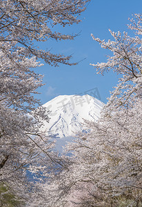 富士摄影照片_樱花树和山富士在春季 ・ 忍野八